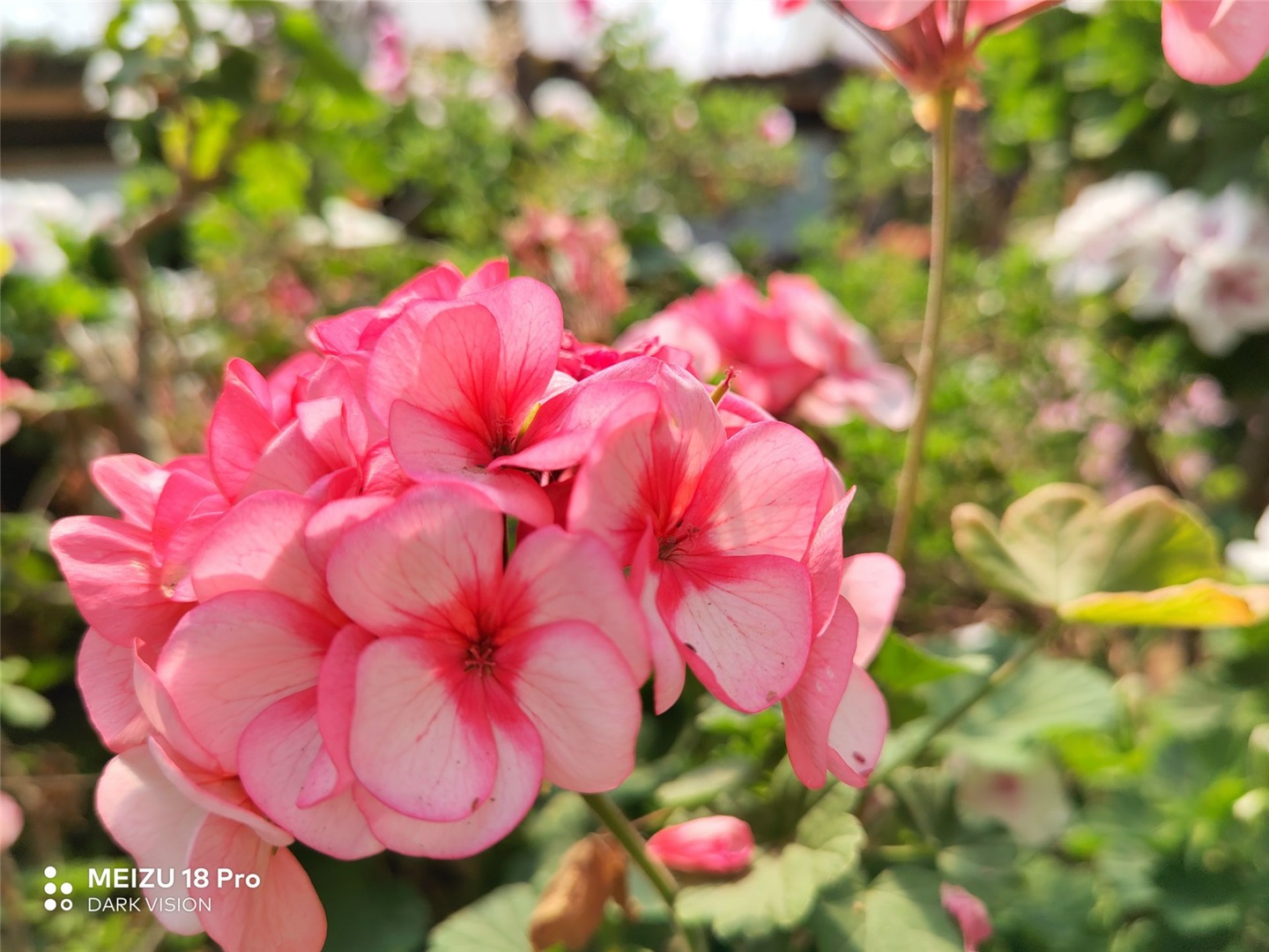 魅族18和魅族18pro买哪个好,魅族18s18pro与18x区别