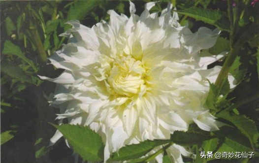 大丽花冬季养护，做到这几点，可以让它轻松安全越冬