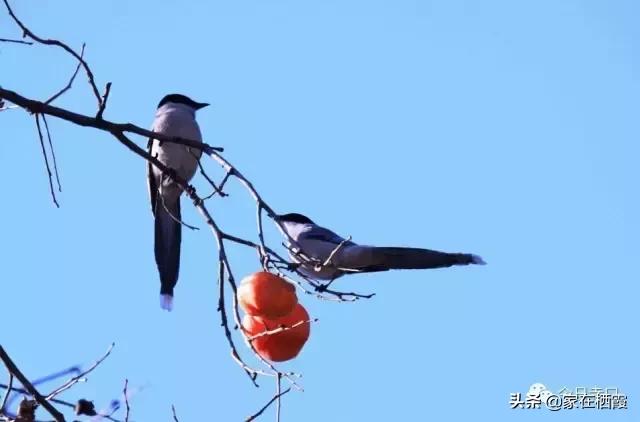 栖霞的美食,栖霞有哪些好吃的美食