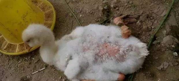 鸭子生病最佳治疗方法,鸭子常见病大全和防治