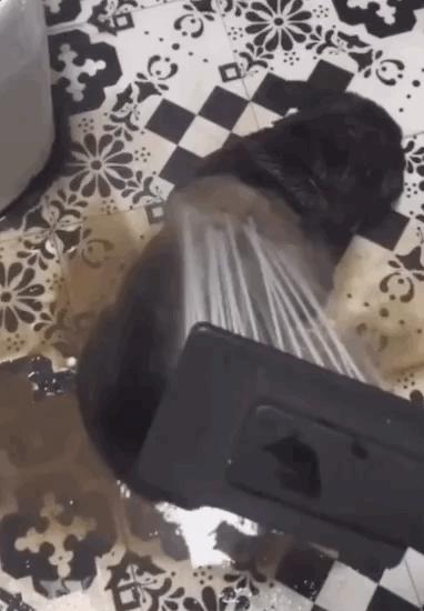 养狗真实感受图片,养狗黑的好还是黄色的好