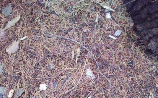 干松针可以垫盆底养花吗,养花干松针好还是鲜松针好