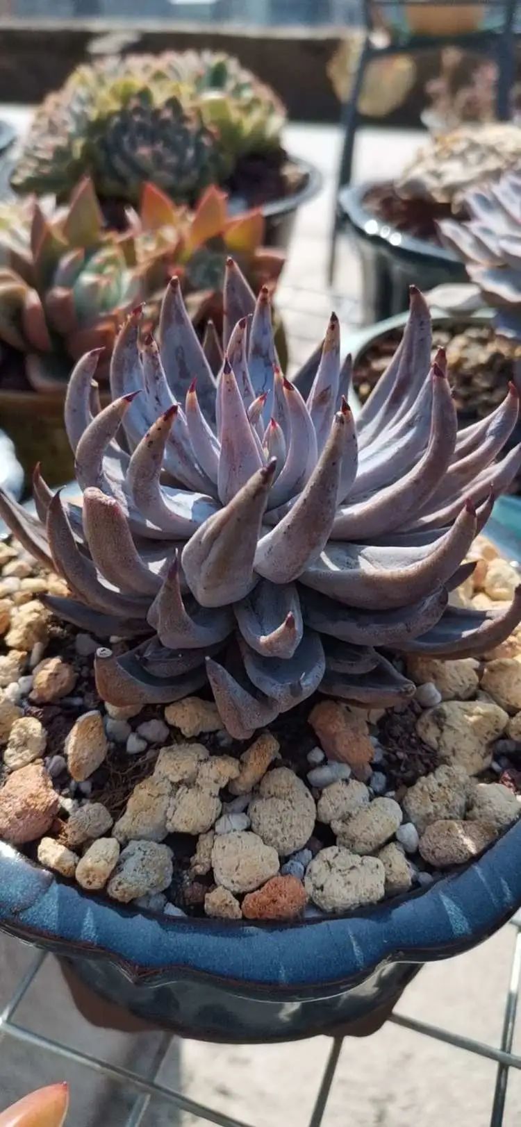 养多肉植物修身养性,多肉的习性和日常养护方法