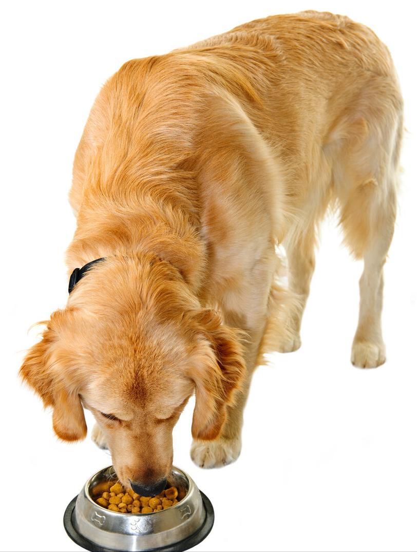 狗粮推荐6款热门狗粮测评,高性价比狗粮测评狗粮选择攻略