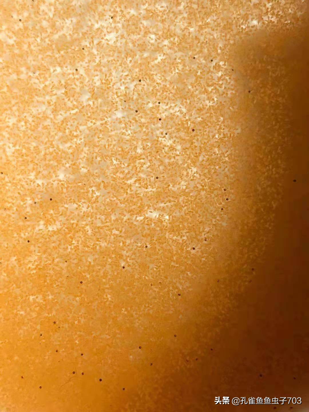 孔雀鱼应该吃什么最好,五种新手必入的孔雀鱼