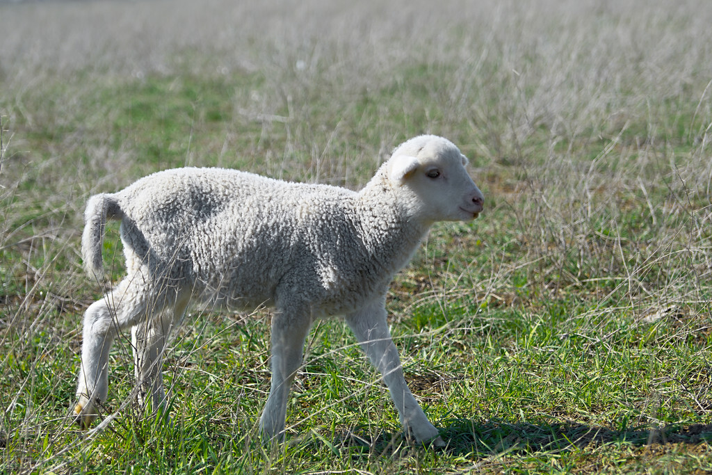 羊脱毛原因有很多，分清原因好治疗