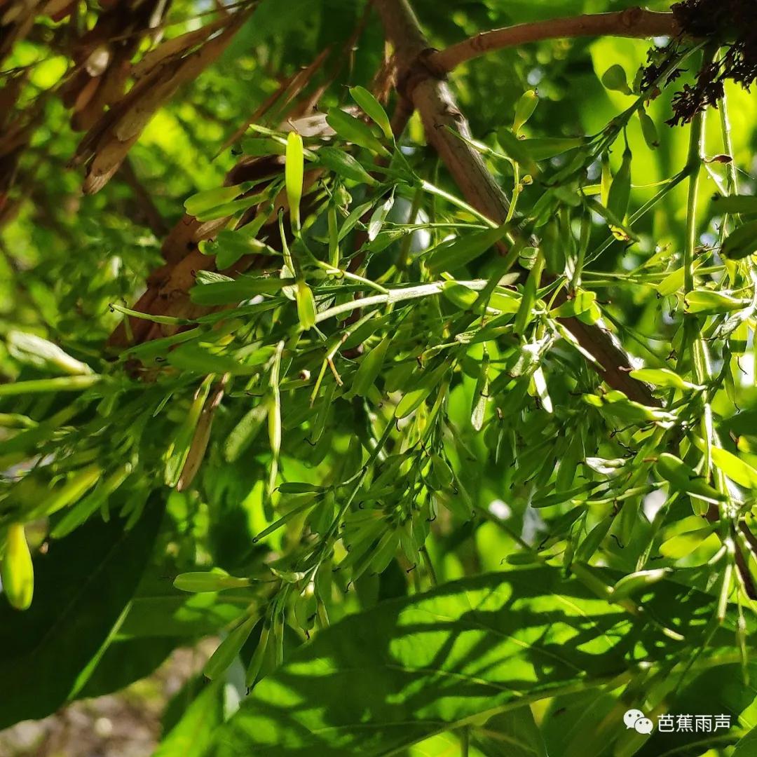 丰华街的白蜡树——新叶冉冉逢谷雨