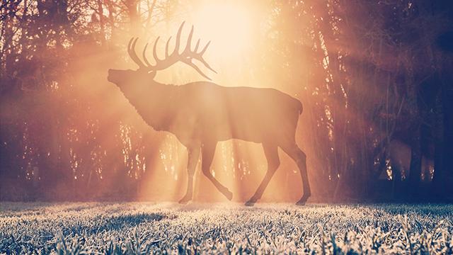 婴儿肥英语怎么说,婴儿肥的解释