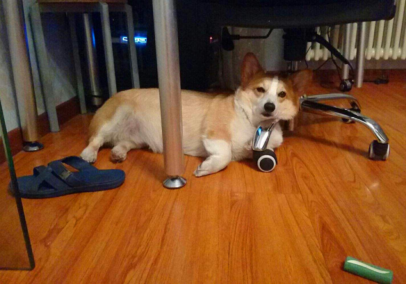 特殊时期如何做好宠物清洁工作？这两点最重要，但仍需关注安全