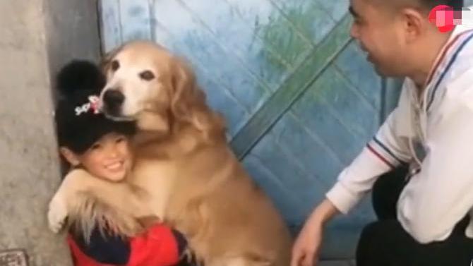 小金毛被主人教训视频,小主人被教训狗狗害怕的发抖