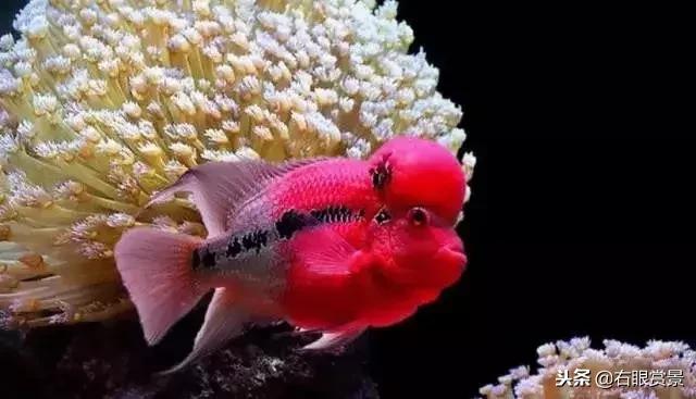 预防鱼类肠炎的最好办法,鱼类肠炎是什么原因