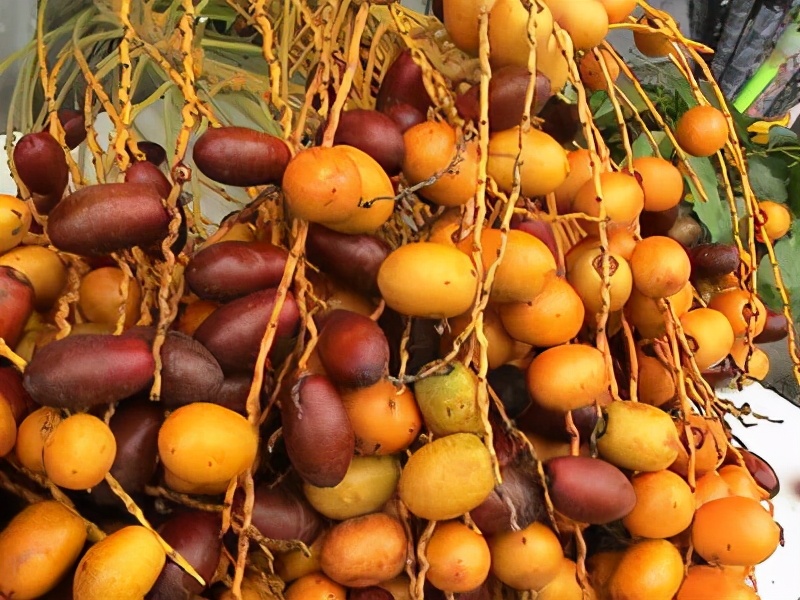 10种果子图片大全,100种果子介绍