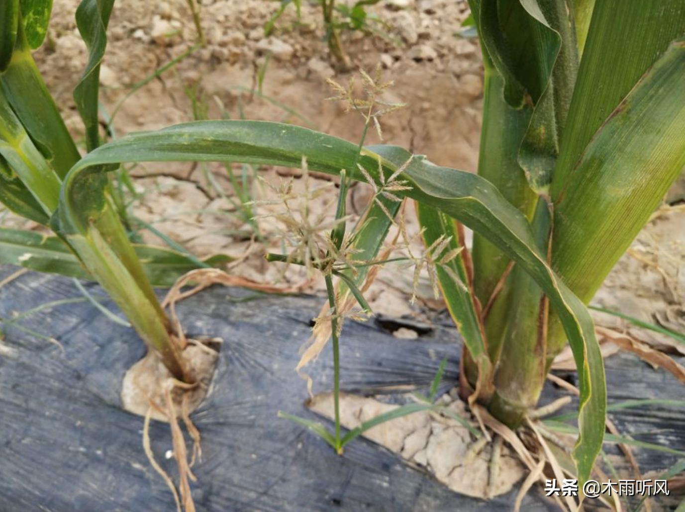 玉米出苗不齐，大小相差悬殊，什么原因？如何预防？