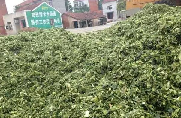 牛羊饲料发霉怎么办,颗粒饲料发霉了还能喂牛羊吗