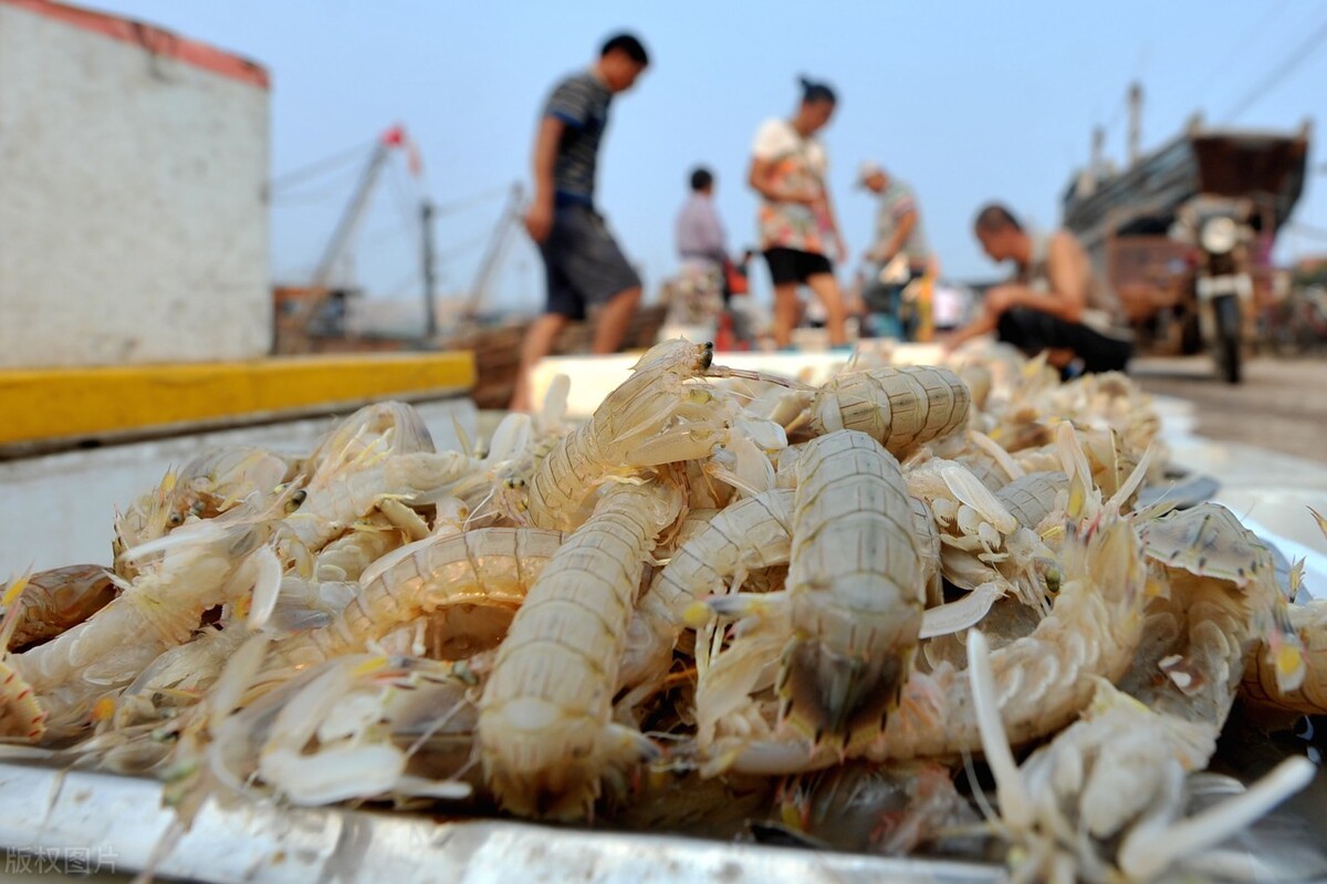 教你正确养虾,养虾这么多年你能听懂虾的语言吗