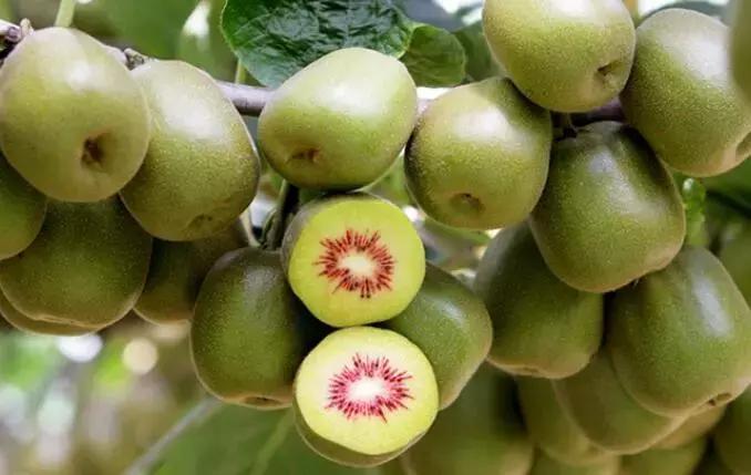 猕猴桃阳光果好还是套袋果好,猕猴桃套袋和不套袋哪个好