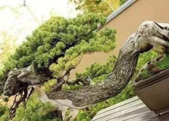 世界十大漂亮名贵花卉,植物研究世界名贵花卉