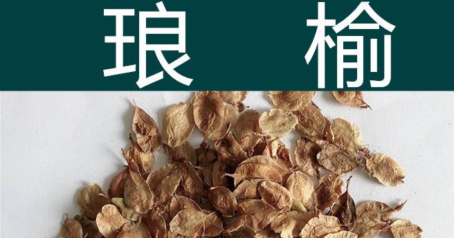 琅玡榆推广应用前景广，市场潜力大怎样播种育苗？