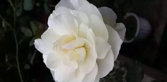 每天学习一点点花卉,100种常见玫瑰品种