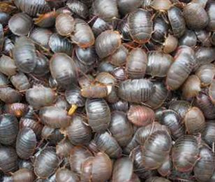 2022年土元养殖前景,土元养殖技术视频