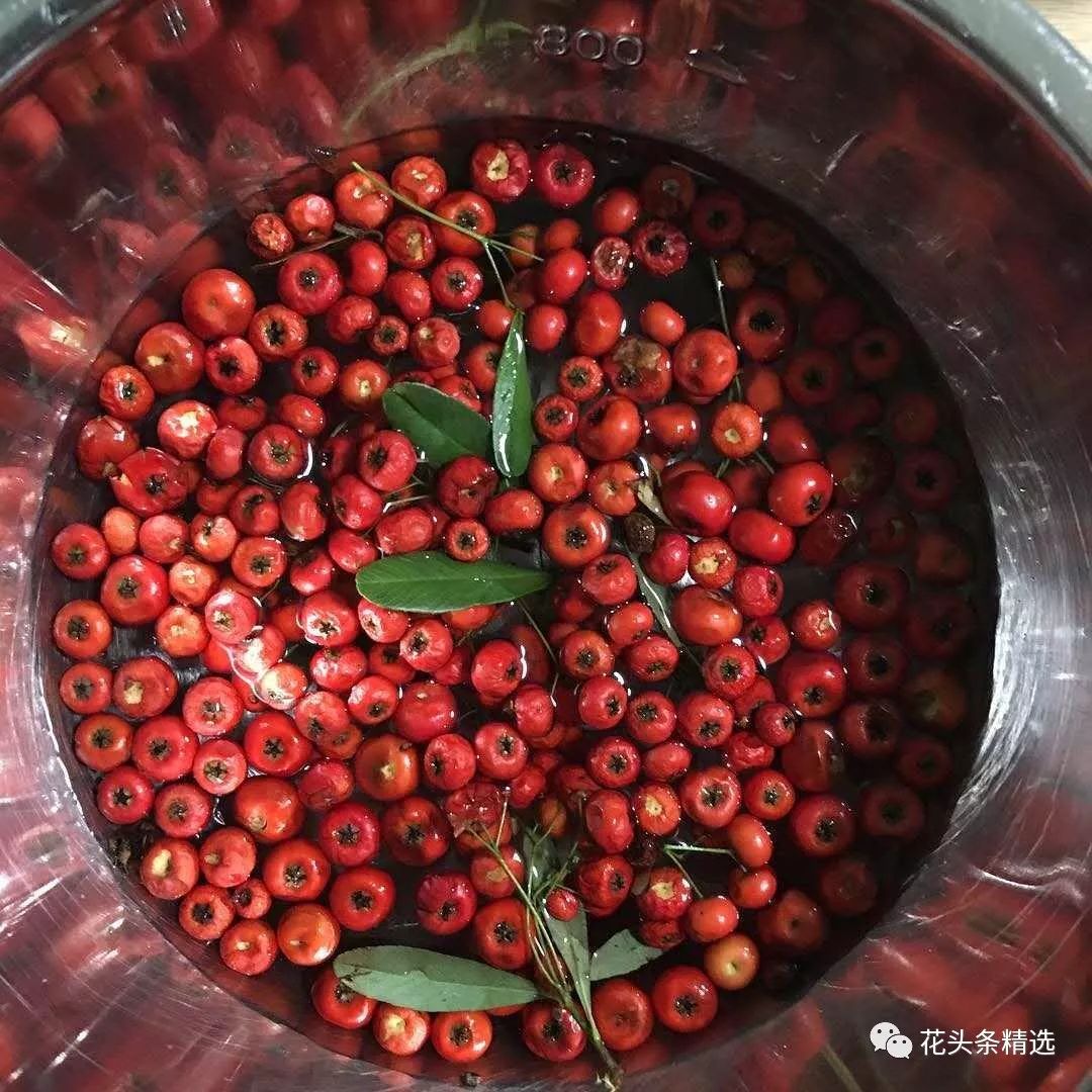 最优质的北美冬青,北美冬青性价比高的