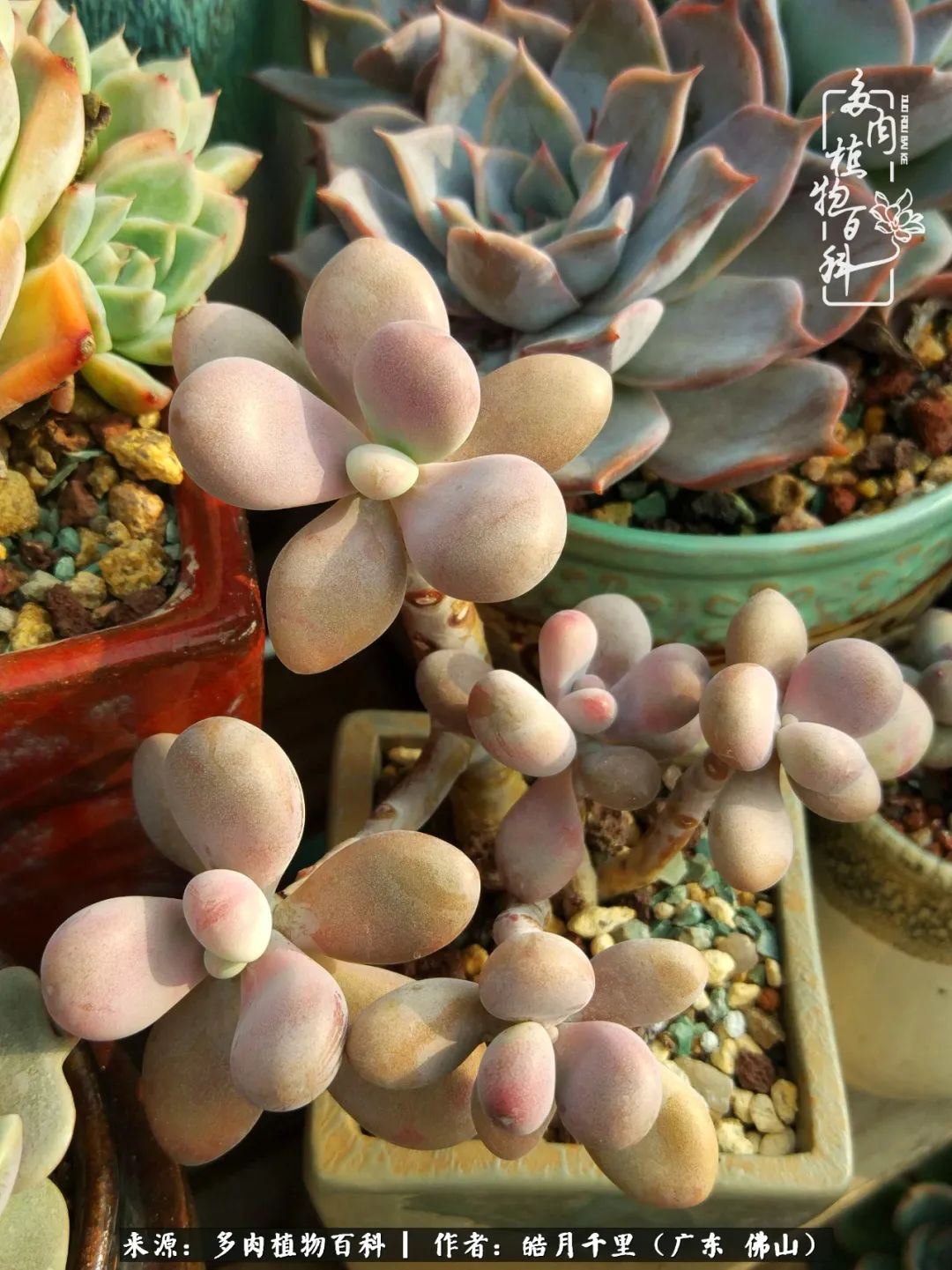 多肉娇气养不活多肉的10个秘密,养多肉是件很治愈的事情