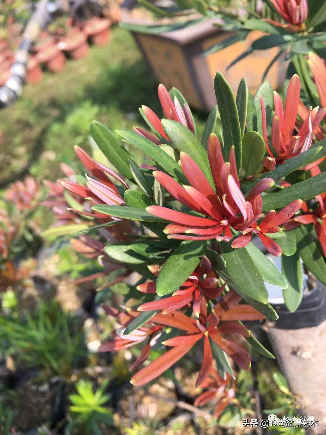 旺财罗汉松,罗汉松招财还是挡煞