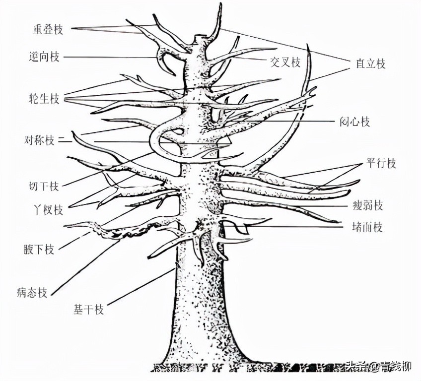 凤凰木盆栽种植技术,凤凰木树苗习性