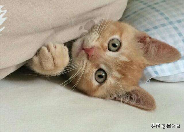 劝养猫的人别养两只猫,劝养猫的朋友都别养两只猫