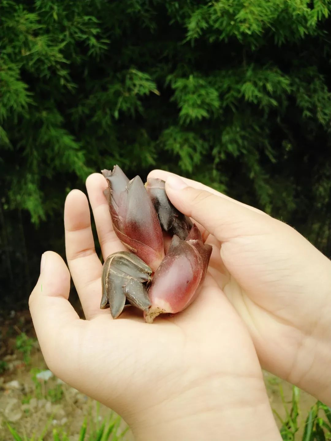 恩施鹤峰大峡谷攻略,恩施鹤峰旅游攻略一天