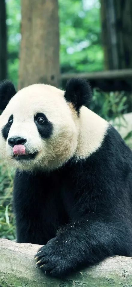 为什么全世界都喜欢大熊猫,世界各地的人们都爱好大熊猫英语