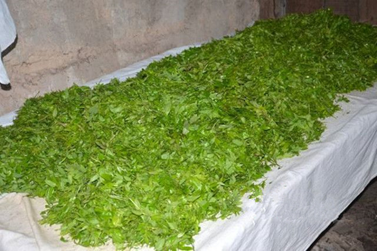 正宗莓茶春茶,茶香莓茶