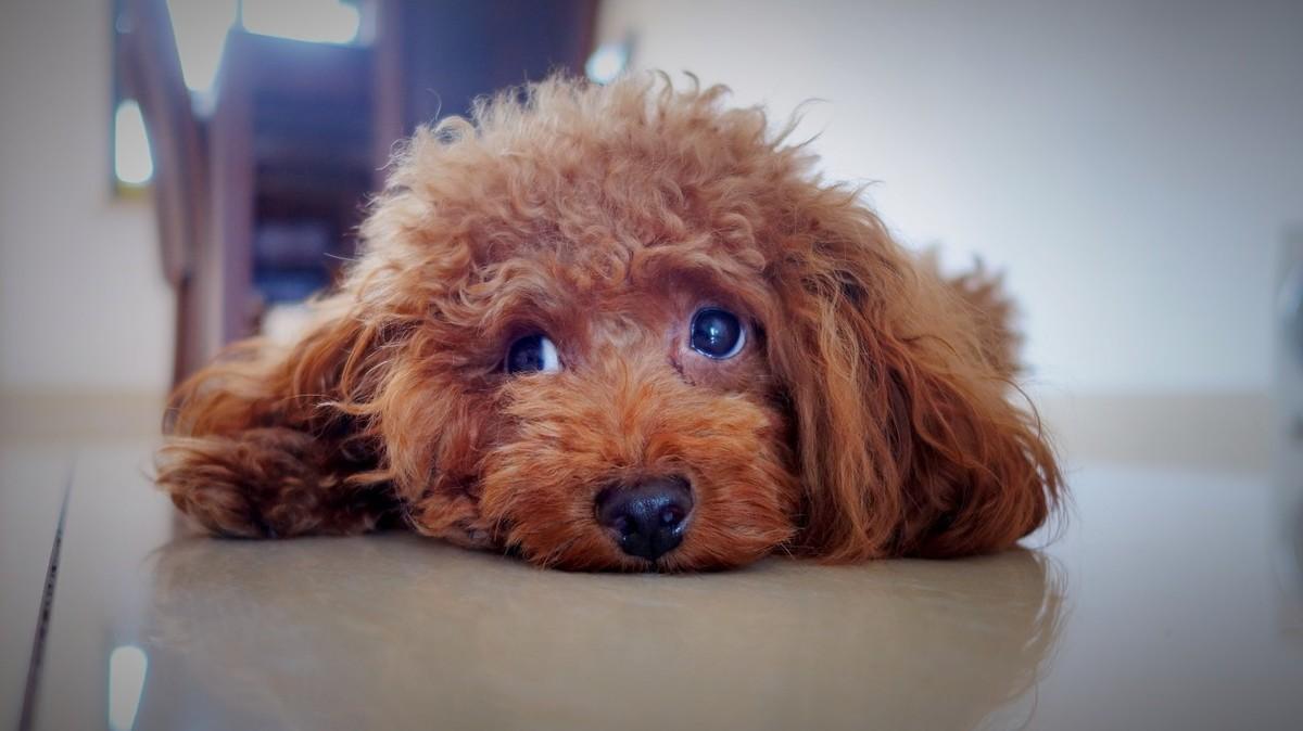 狗狗在家就能遛不能出去遛,几个月的狗狗可以在冬天遛狗