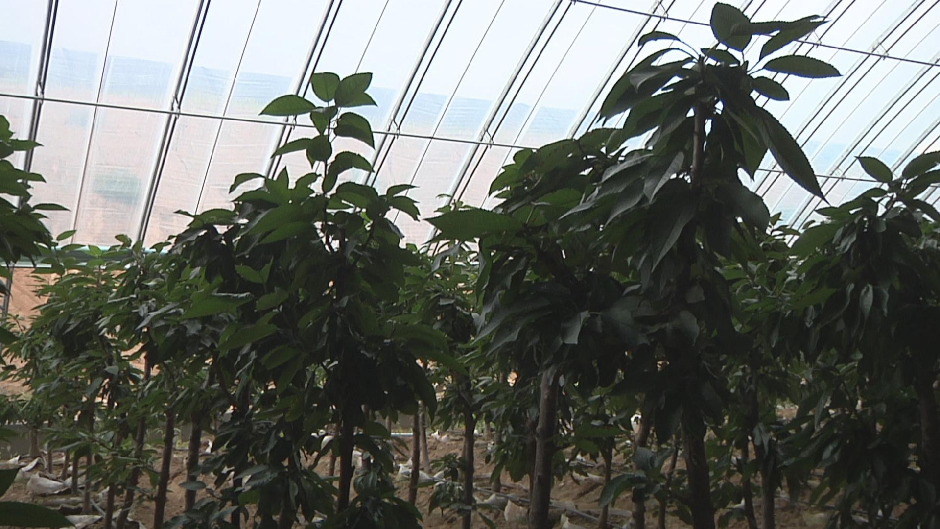 走进乡村看小康智慧农业,走进乡村看小康定西