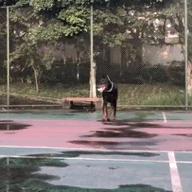 梅雨天气养狗怎样预防,梅雨季节养狗应该关注什么