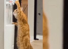 店老板养的猫咪,小卖部老板养了一只招财猫