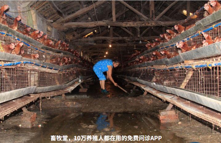 暴雨过后鸡要关注什么,大雨后鸡舍怎么处理