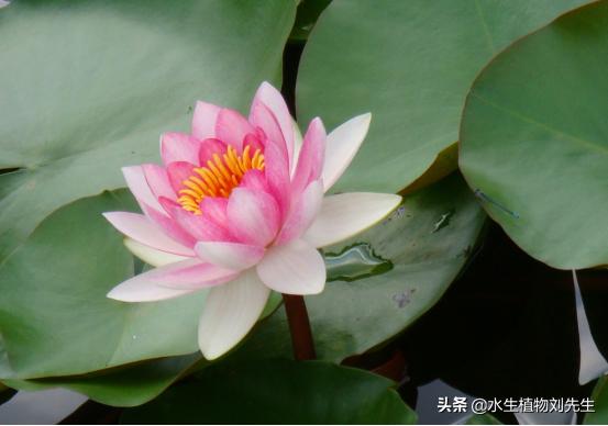 睡莲种块的种植方法和关注事项,睡莲种植方法种土里全过程