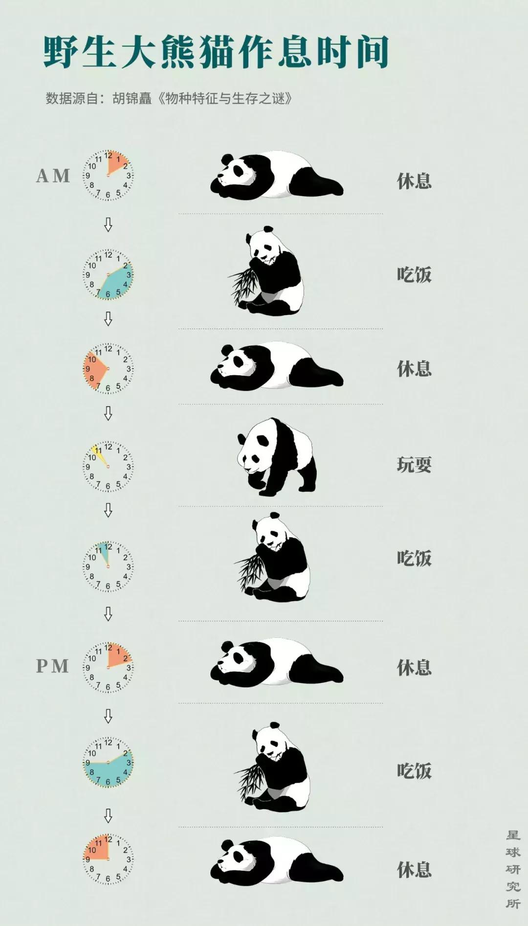 熊猫萌,熊猫萌啦