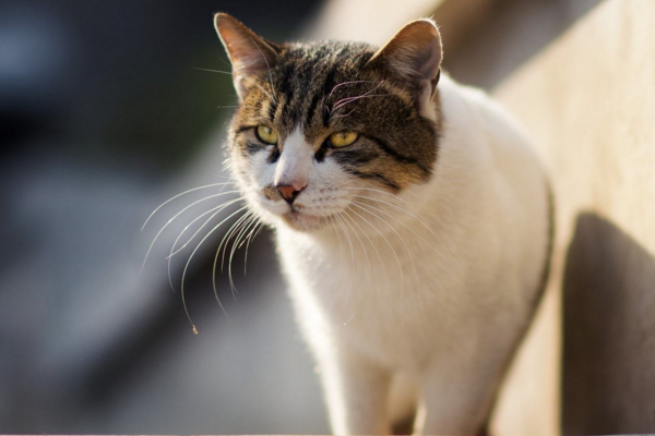 经常打猫有什么后果,每天打猫猫咪会怎么样