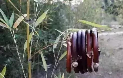 随便砍竹子做金箍棒,随便捡一节树枝雕刻木剑