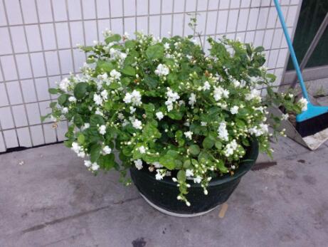 茉莉花最爱喝的水,茉莉花开过花以后需要施什么肥料