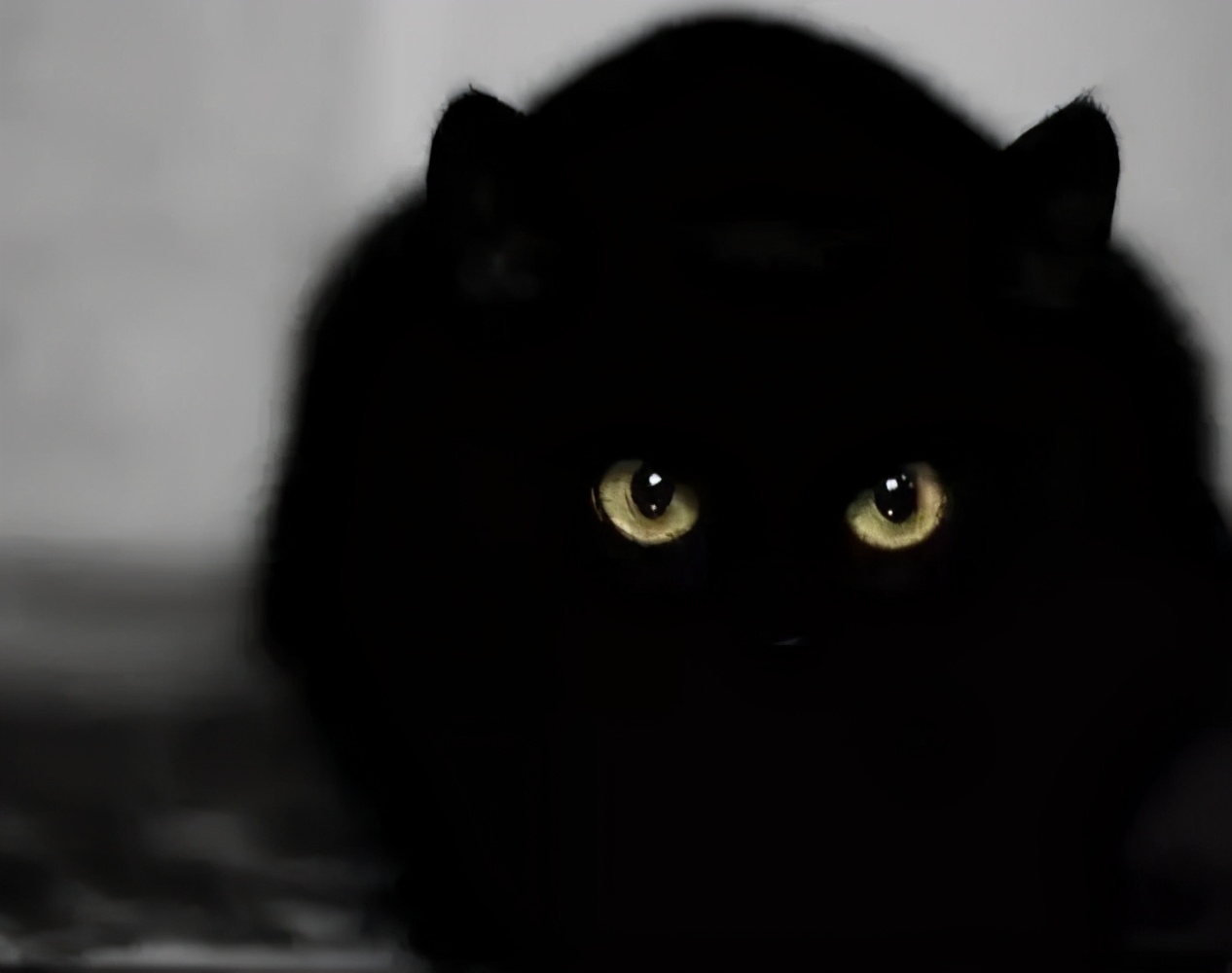 养黑猫出现的各种幻觉,养一只黑猫是什么体验