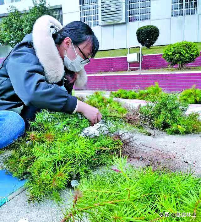 杉木品种优良,杉木怎么提高种植成活率