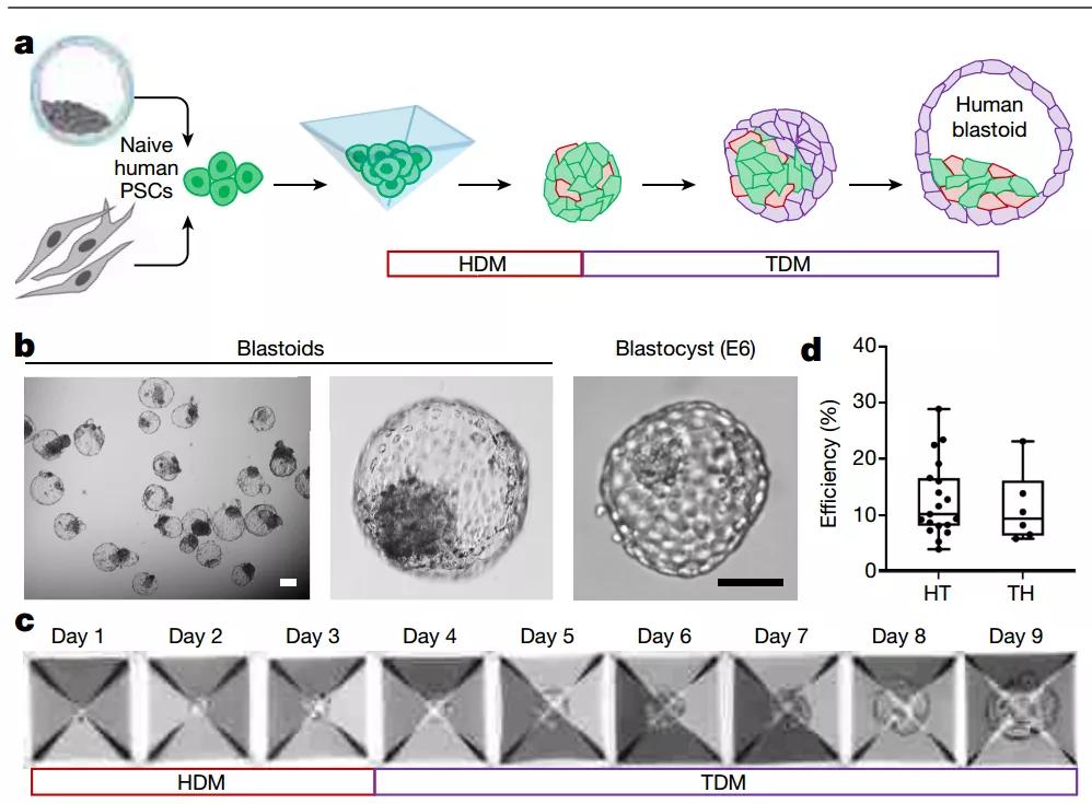 为何不孕流产？人类囊胚模型或许能解答