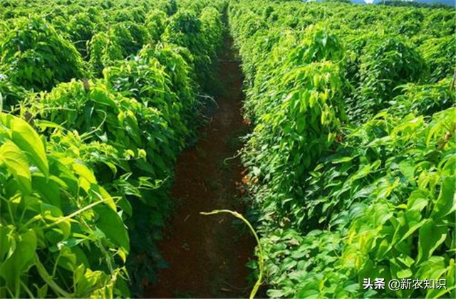 淮山高产施用微量元素方法,淮山高产优质栽培技术研究