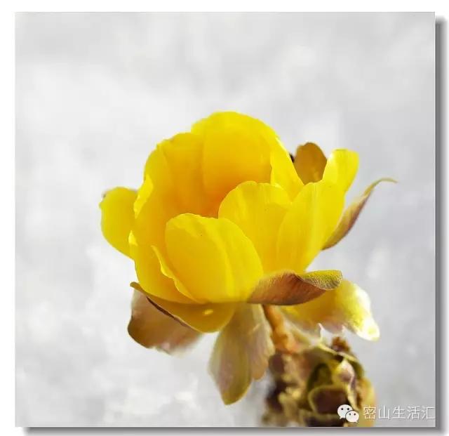 东北的冰凌花视频,东北的冰凌花有什么功效