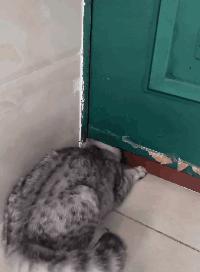 如何让猫咪不怕热,家里没空调猫该怎么办