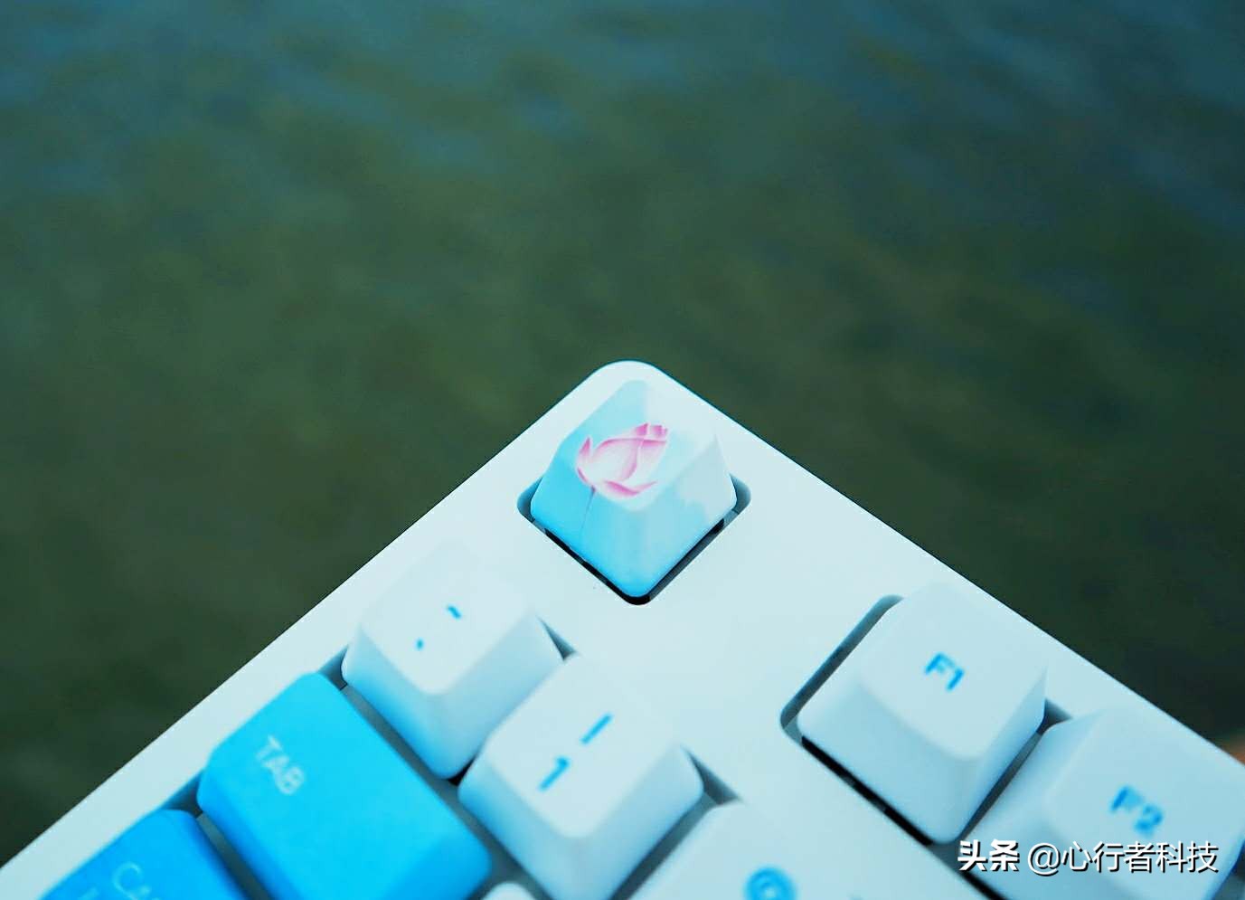 蜻蜓点水立指尖——黑爵蜻蜓键茶轴体验