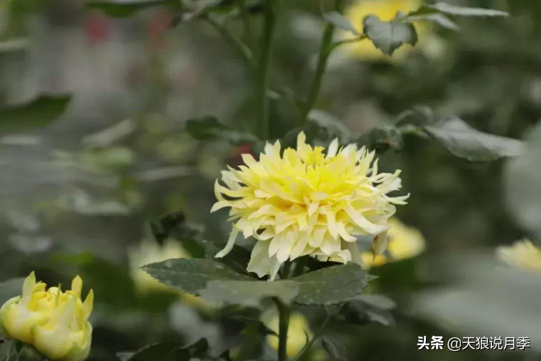 稀奇古怪的月季花,月季几款妖花